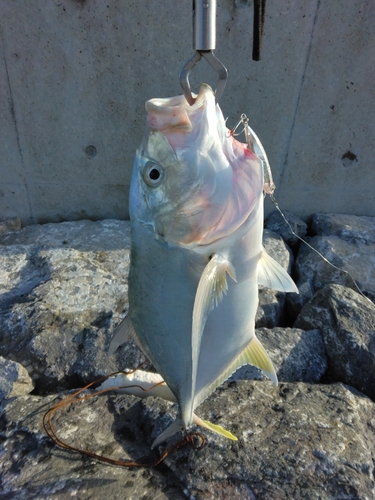 オニヒラアジの釣果