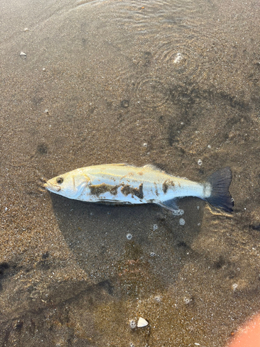 フッコ（マルスズキ）の釣果