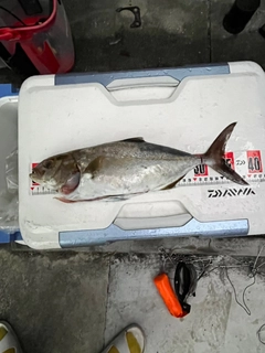 ネイリの釣果