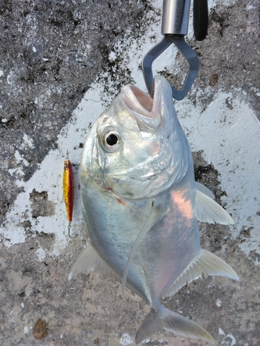 ロウニンアジの釣果