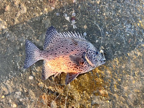 イシガキダイの釣果