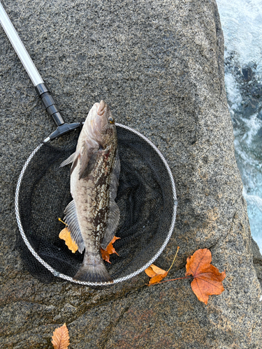 アイナメの釣果