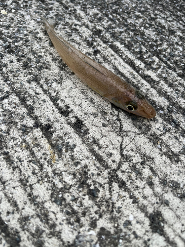 キスの釣果