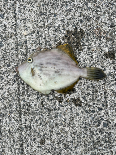 カワハギの釣果