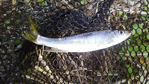 オイカワの釣果