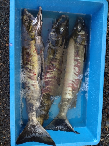 アキアジの釣果