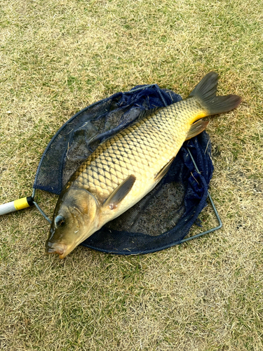 コイの釣果