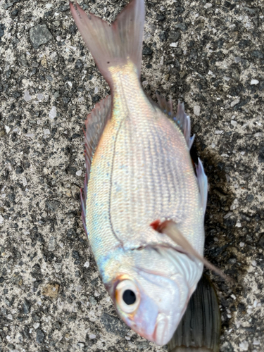 ゴウシュウマダイの釣果