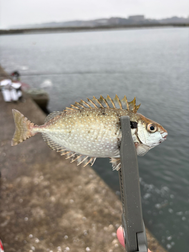 アイゴの釣果