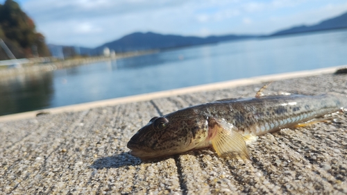 ハゼの釣果