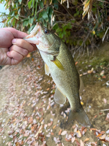 ラージマウスバスの釣果