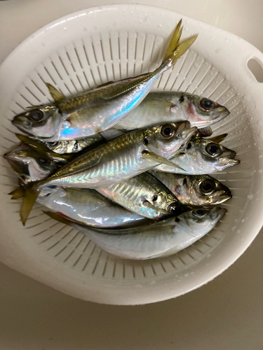 アジの釣果