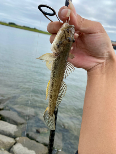 マハゼの釣果