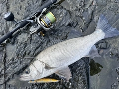 ヒラスズキの釣果