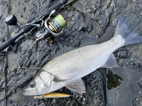 ヒラスズキの釣果