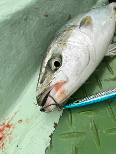 ハマチの釣果