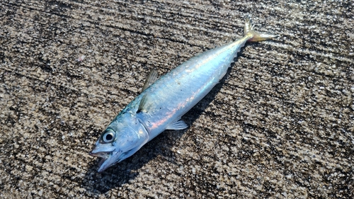 サバの釣果