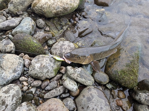 ニゴイの釣果