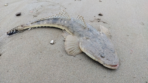 マゴチの釣果