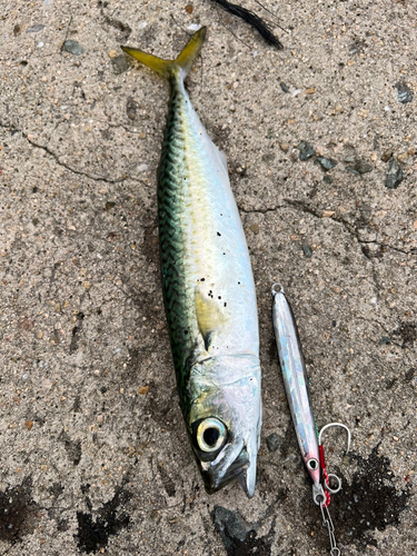 サバの釣果