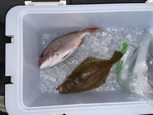 マダイの釣果