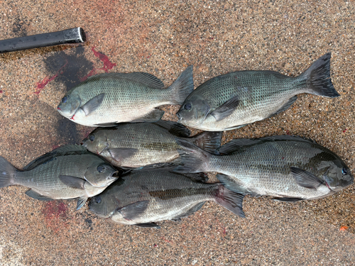 メジナの釣果