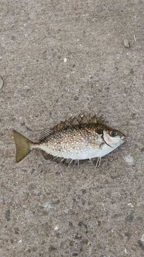 バリの釣果