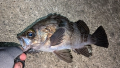 シロメバルの釣果