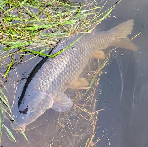 コイの釣果