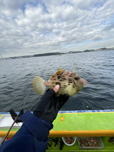 カワハギの釣果