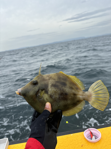 カワハギの釣果