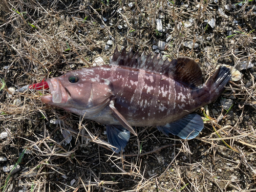 マハタの釣果