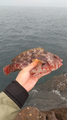 ブダイの釣果