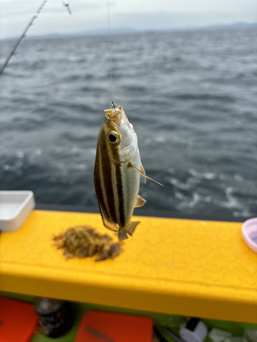 イサキの釣果