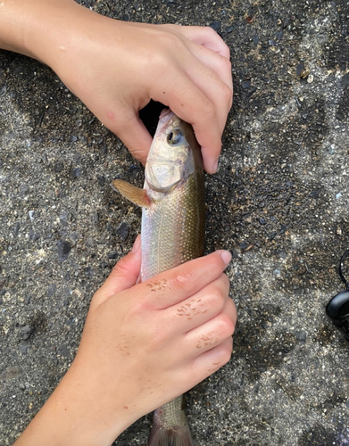 ウグイの釣果