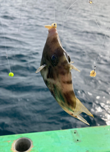 カワハギの釣果