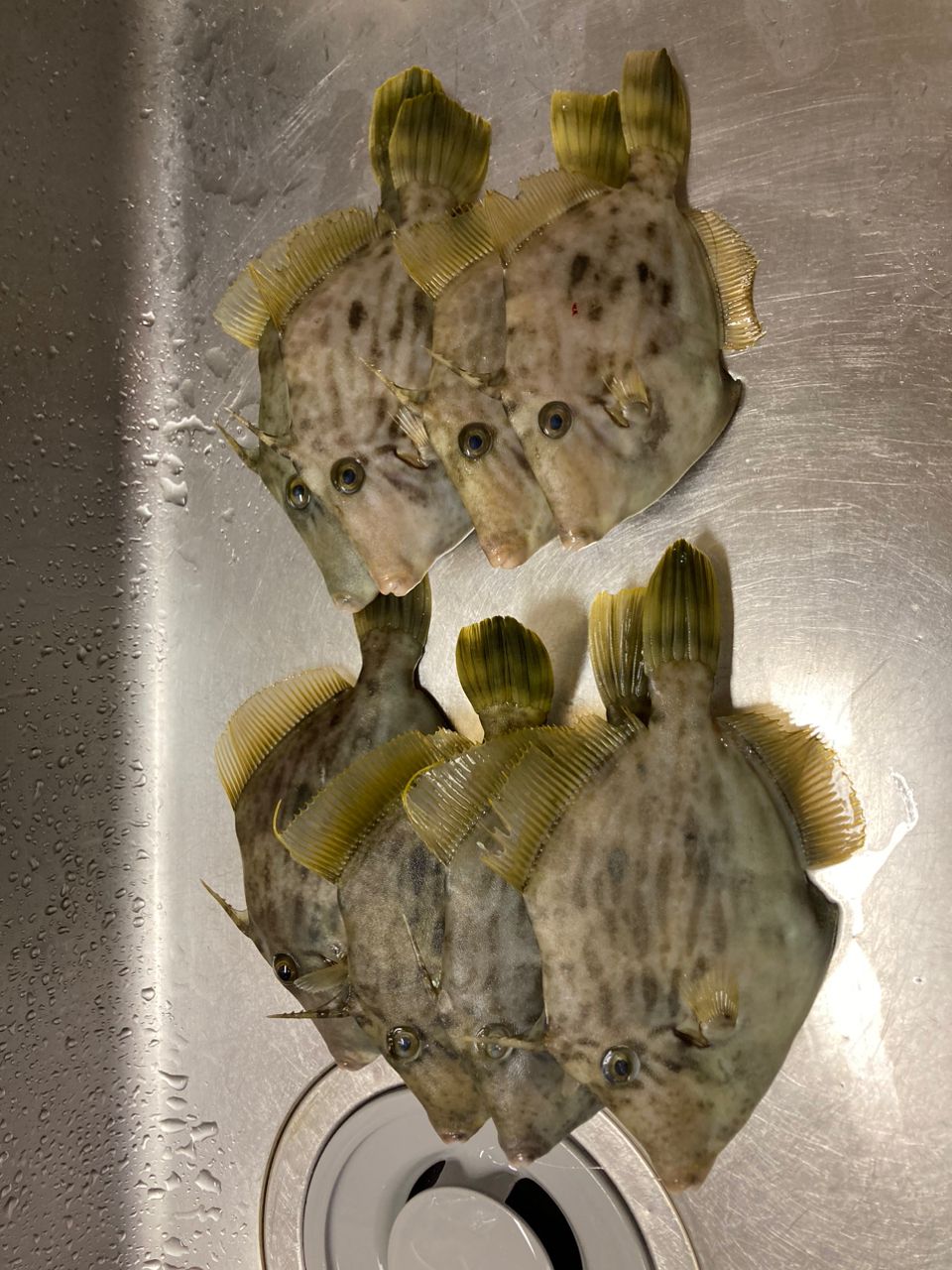 アングラー21285965さんの釣果 2枚目の画像