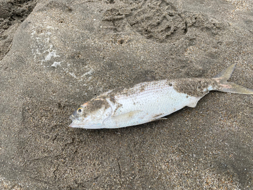 コノシロの釣果