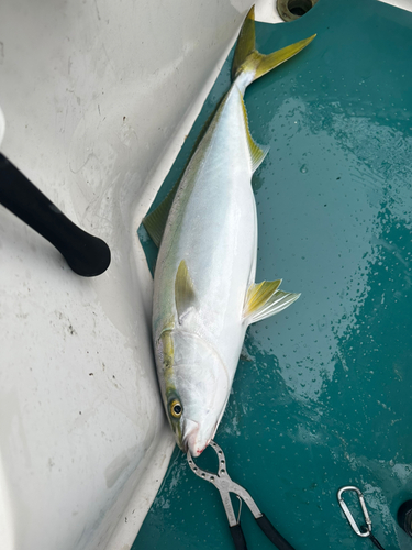 メジロの釣果