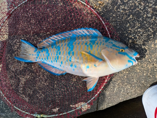 ヒブダイの釣果