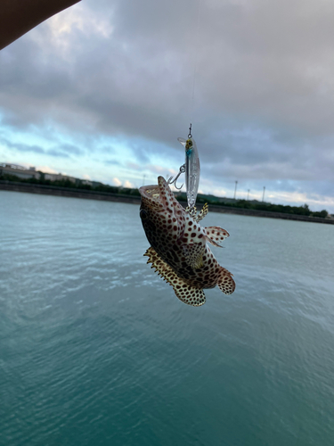 イシミーバイの釣果