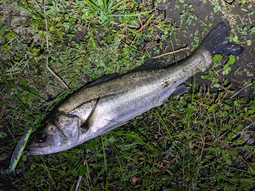 セイゴ（マルスズキ）の釣果