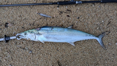 サゴシの釣果