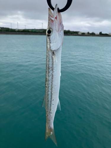 オニカマスの釣果