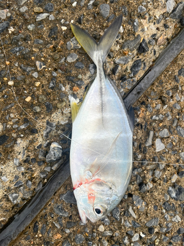 ロウニンアジの釣果