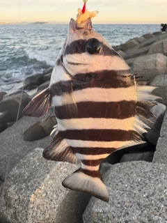 イシダイの釣果