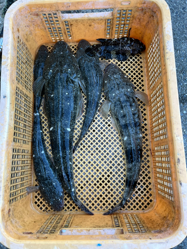 マゴチの釣果