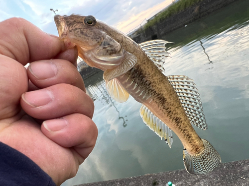 ハゼの釣果