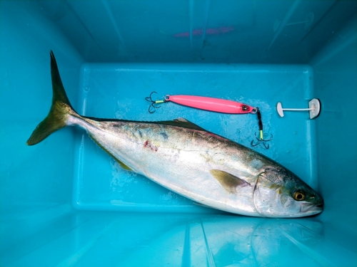 イナダの釣果