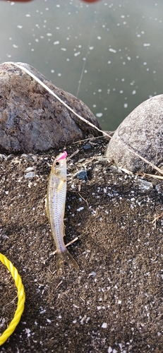 スゴモロコの釣果